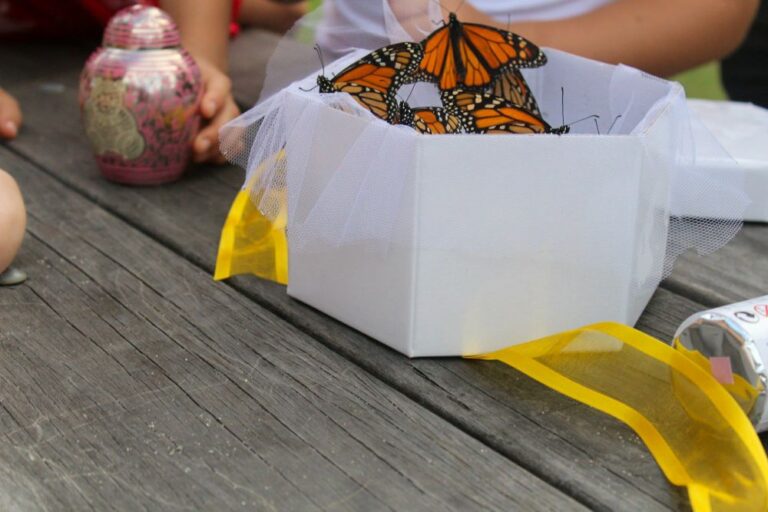 Read more about the article Butterflies for Melbourne Weddings