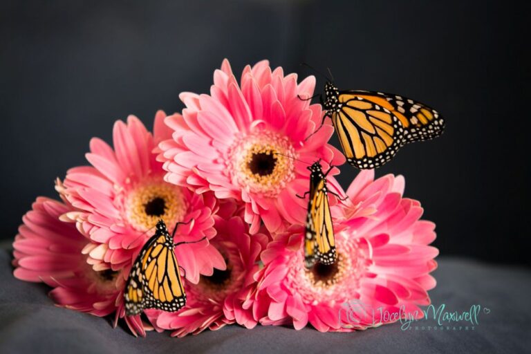 Butterfly Adventures