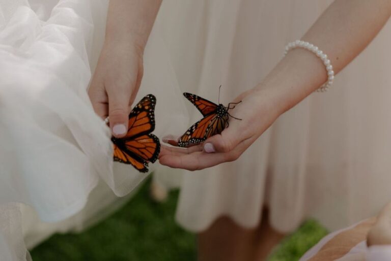 Butterfly Adventures