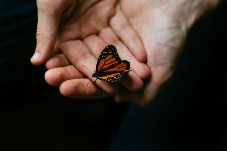 Butterfly Adventures