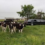 Limousine King