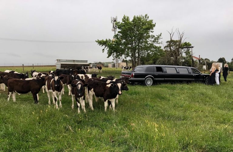 Limousine King