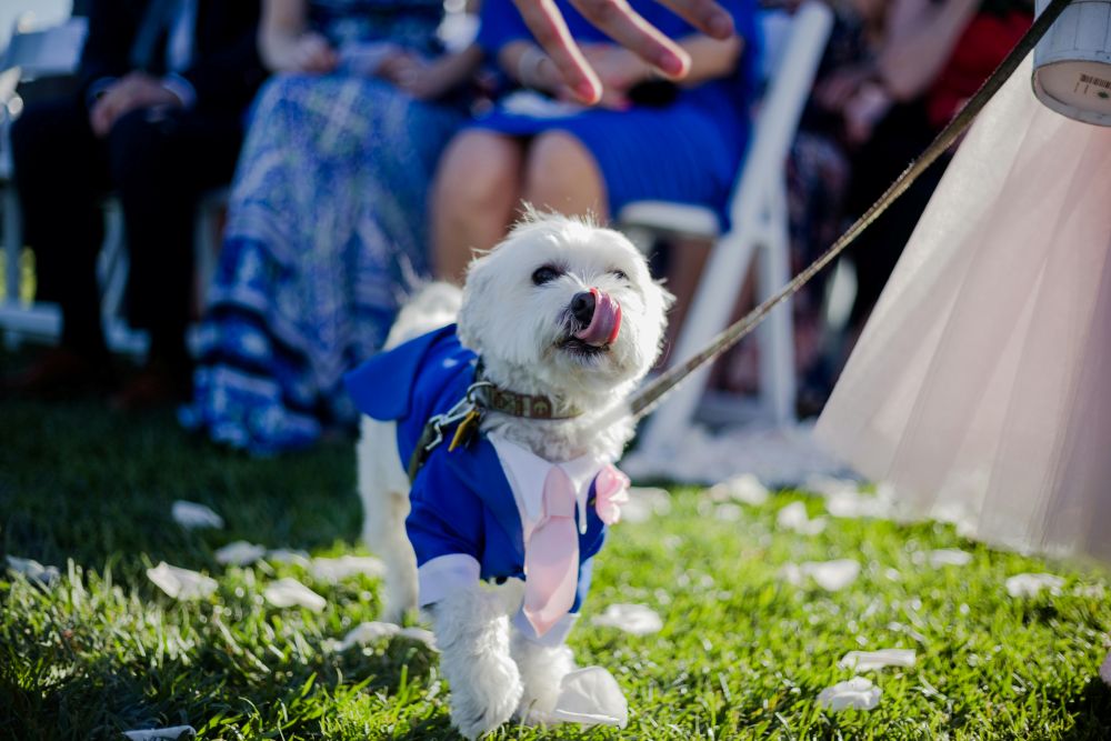 Pets at Weddings